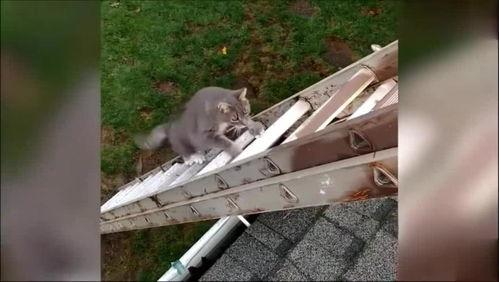 动物取精视频,科学繁殖技术的背后