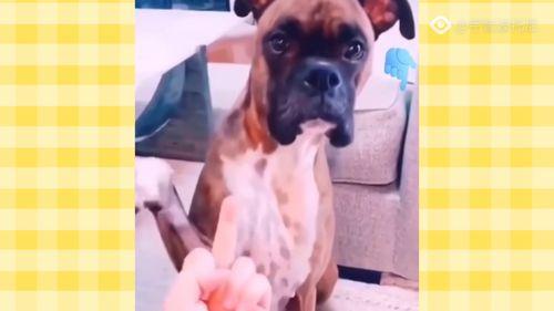 动物取精视频,科学繁殖技术的背后