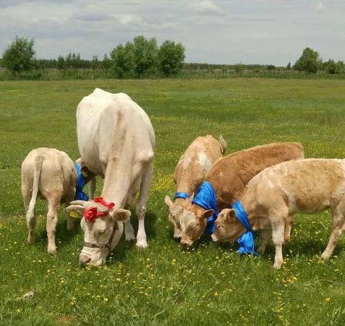 牛犊视频,揭秘农业新科技，助力乡村振兴